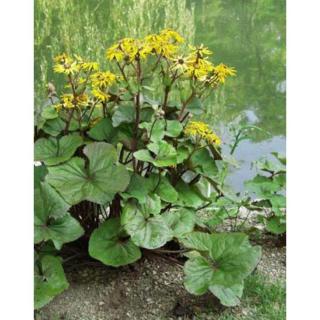 Ligularia dentata – Kínai hamuvirág