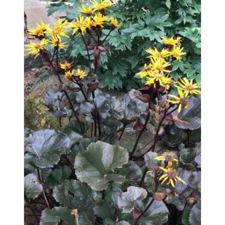 Ligularia 'Osiris Fantaisie' – Kínai hamuvirág