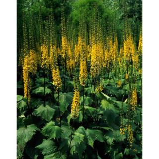 Ligularia stenocephala 'The Rocket' – Karcsú hamuvirág