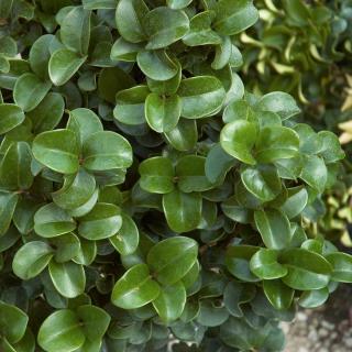 Ligustrum japonicum 'Rotundifolium' – Kereklevelű japán fagyal