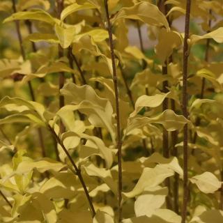Ligustrum 'Lemon, Lime  Clippers' – Fagyal