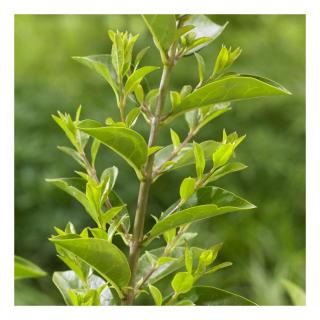 Ligustrum ovalifolium 'Green Diamond' – Télizöld fagyal