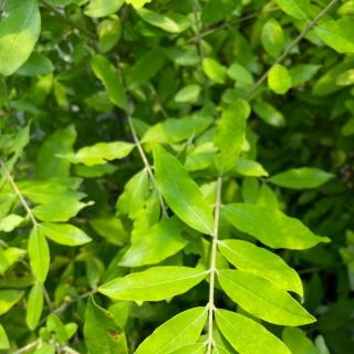 Ligustrum ovalifolium 'Őszi bíbor' – Fagyal