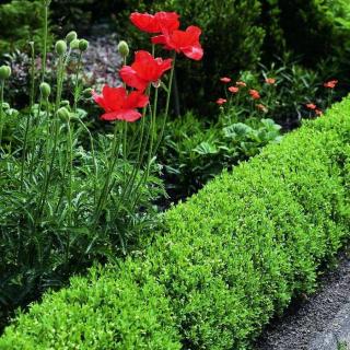 Ligustrum vulgare 'Lodense' – Törpefagyal