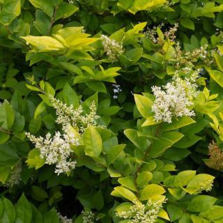 Ligustrum x vicaryi – Fagyal