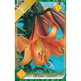 Lilium 'African Queen' - Trombitavirágú liliom (narancssárga)