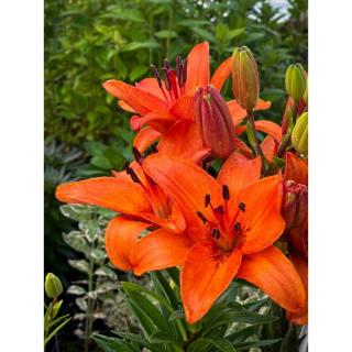 Lilium asiatic 'Abbeville's Pride' – Ázsiai hibrid liliom