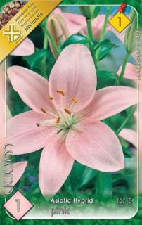 Lilium Asiatic pink - Ázsiai liliom (rózsaszín)