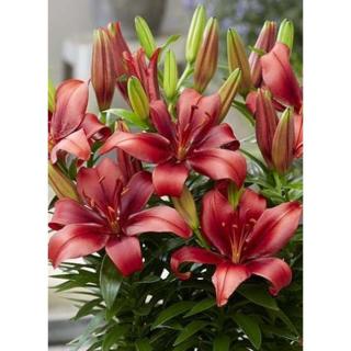 Lilium asiatic 'Salinero' – Ázsiai hibrid liliom