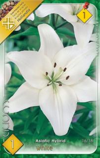 Lilium Asiatic white - Ázsiai liliom (fehér)
