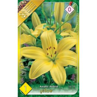 Lilium Asiatic yellow - Ázsiai liliom (sárga)