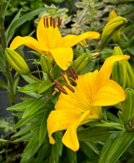 Lilium 'Ilse' – Ázsiai hibrid liliom