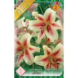 Lilium 'Lavon' - Óriásvirágú liliom (sárgásfehér/rózsaszín)