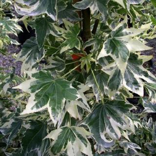 Liquidambar styraciflua 'Albomarginata Manon' – Ámbrafa