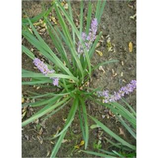 Liriope muscari - Gyöngyikés gyepliliom