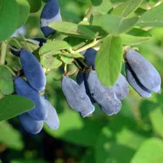 Lonicera caerulea var. kamtschatica (syn.: Lonicera kamtschatica) 'Duet' – Kamcsatkai mézbogyó