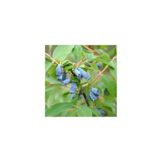 Lonicera caerulea var. kamtschatica (syn.: Lonicera kamtschatica) – Kamcsatkai mézbogyó