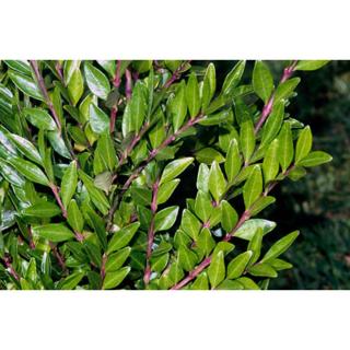 Lonicera pileata - Örökzöld talajtakaró törpelonc