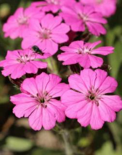 Lychnis alpina 'Magenta' – Havasi kakukkszegfű