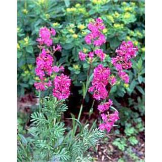 Lychnis viscari 'Firebird' – Balkáni enyvesszegfű