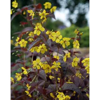 Lysimachia ciliata 'Firecracker' - Lizinka