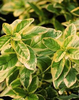 Lysimachia punctata 'Golden Alexander' – Pettyegetett lizinka