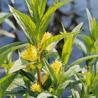 Lysimachia vulgaris – Közönséges lizinka