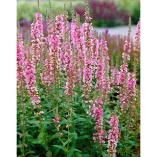 Lythrum salicaria 'Blush' – Réti füzény