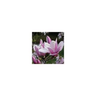 Magnolia 'George Henry Kern' – Rózsaszín virágú liliomfa