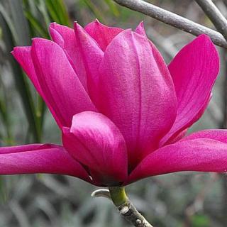 Magnolia 'Livingstone' – Liliomfa