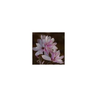 Magnolia loebneri 'Leonard Messel' – Loebner liliomfa