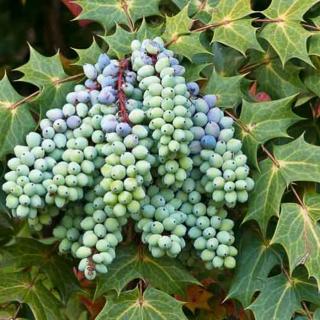 Mahonia bealei – Keleti mahónia