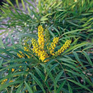 Mahonia eurybracteata 'Soft Caress'® – Keskenylevelű mahónia