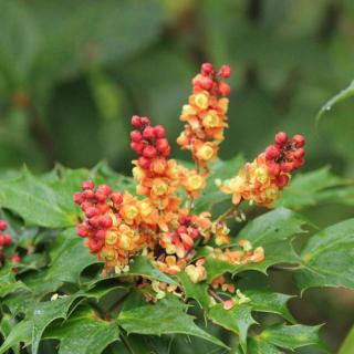 Mahonia nitens 'Cabaret'® – Mahónia