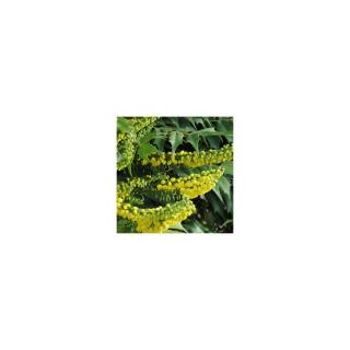Mahonia x media 'Charity' – Dúsvirágú cserjés mahónia