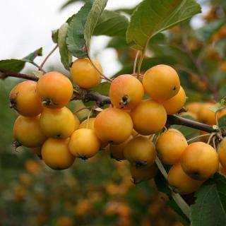 Malus 'Golden Hornet' - 'Golden Hornet' díszalma