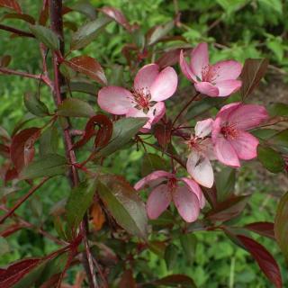 Malus 'Paul Hauber' – Díszalma