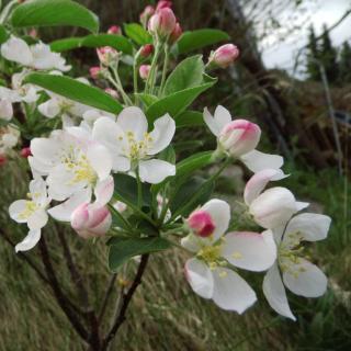 Malus 'Pomzai' – Díszalma