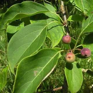 Malus prunifolia 'Maria'  – Szilvalevelű díszalma