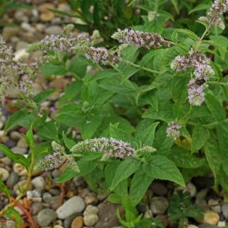 Mentha longifolia – Lómenta