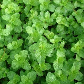 Mentha sp. 'Erdbeerminze' – Szamóca menta