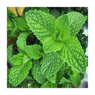 Mentha spicata – Zöld menta