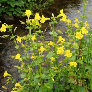 Mimulus luteus – Chilei bohócvirág