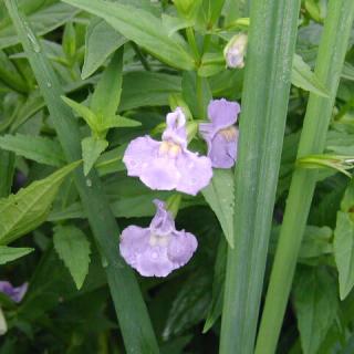 Mimulus ringens – Bohócvirág (lila)