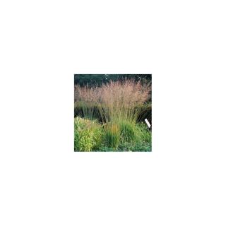 Molinia arundinacea 'Karl Foerster' - Magas kékperje