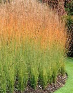 Molinia caerulea 'Heidebraut' – Közönséges kékperje