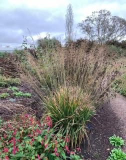 Molinia caerulea subsp. arundinacea 'Fontäne' – Közönséges kékperje