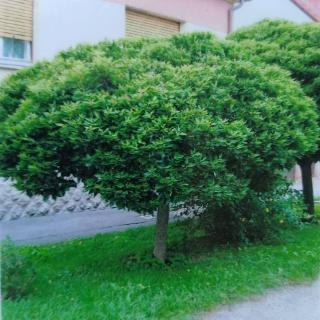 Morus alba 'Fegyvernekiana' - Ernyős eperfa