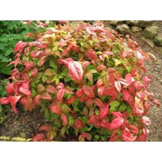 Nandina domestica 'Fire Power' - Japán szentfa