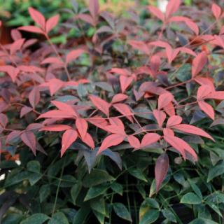 Nandina domestica 'Flirt'® – Szentfa